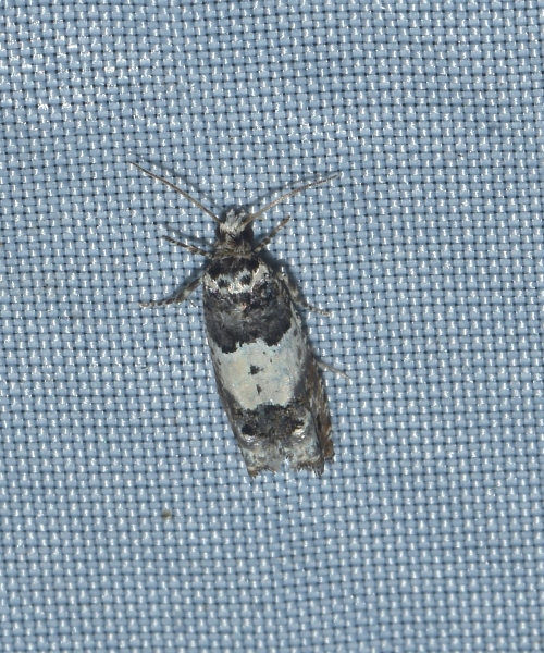 micro da identificare