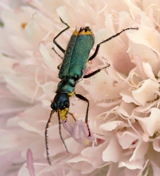 Malachiidae: Clanoptilus elegans?  No, Clanoptilus emarginatus