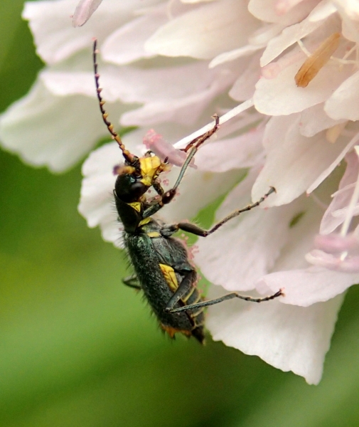 Malachiidae: Clanoptilus elegans?  No, Clanoptilus emarginatus