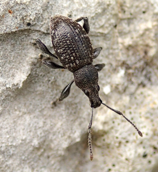 curculionidae da identificare