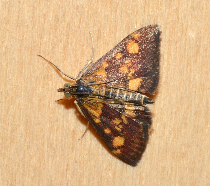 Pyrausta aurata? S