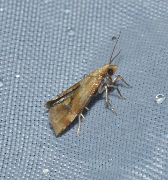 Gynnidomorpha permixtana (Tortricidae)