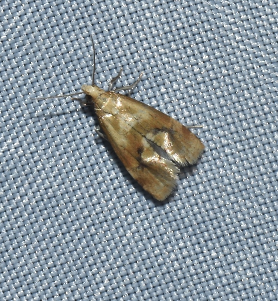 Gynnidomorpha permixtana (Tortricidae)