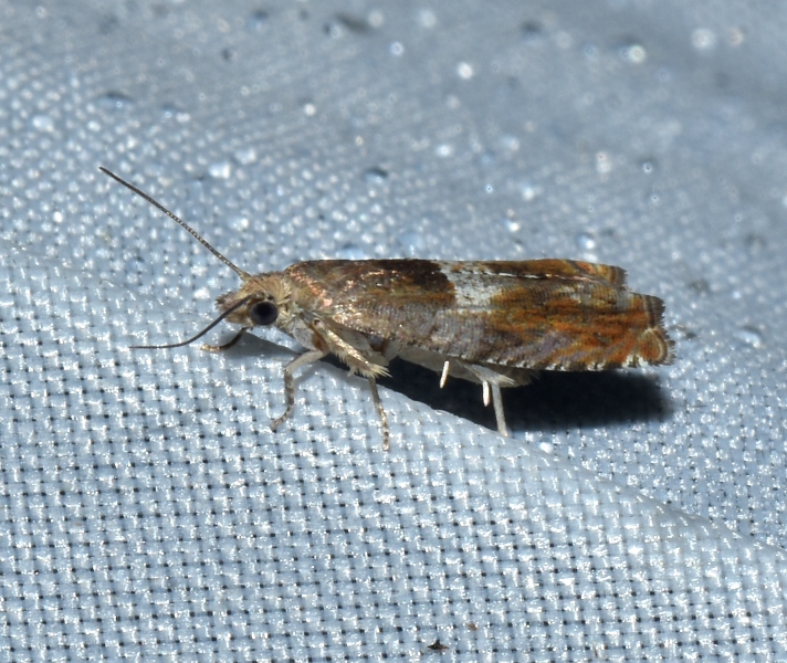 Epiblema sticticana?