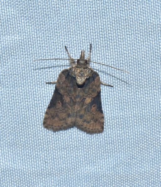 Nycteola cfr. siculana (Nolidae)