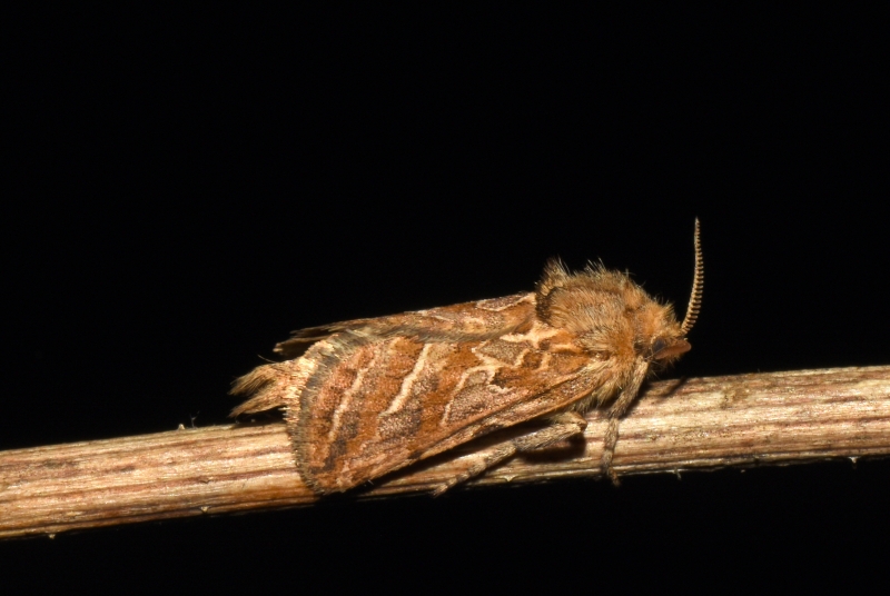 Hepialidae: Triodia adriatica