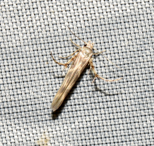 Stathmopodidae?  No, Palumbina guerinii (Gelechiidae)