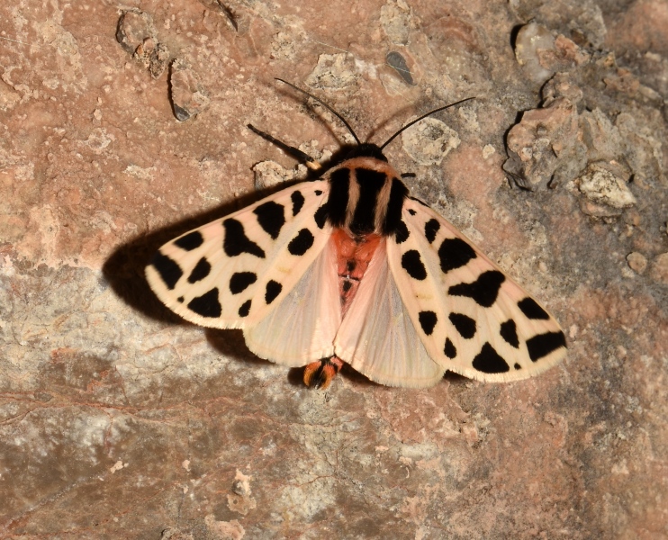 Cymbalophora pudica (Erebidae Arctiinae)