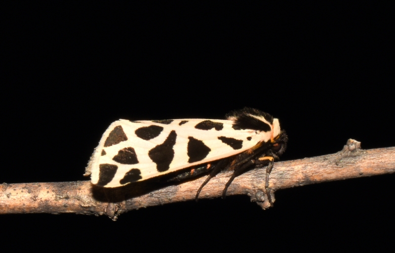 Cymbalophora pudica (Erebidae Arctiinae)