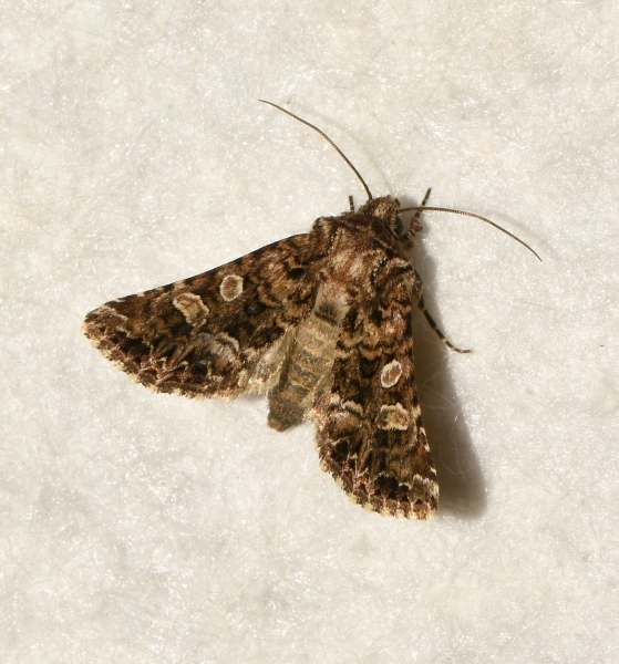 Hadena (Anepia) perplexa (Noctuidae) ?    S !