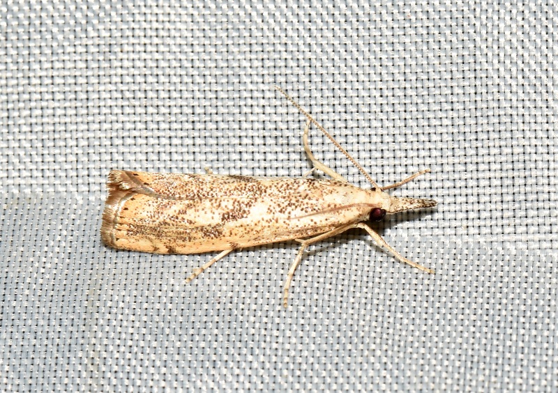 Micro  da Id.