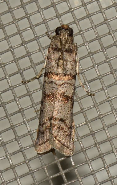 Pyralidae: Dioryctria?