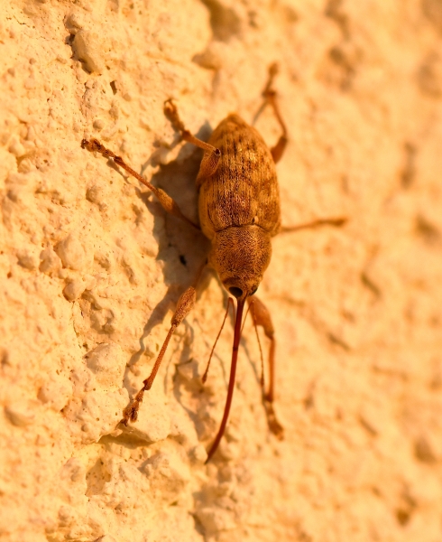 Curculionidae:  Curculio elephas