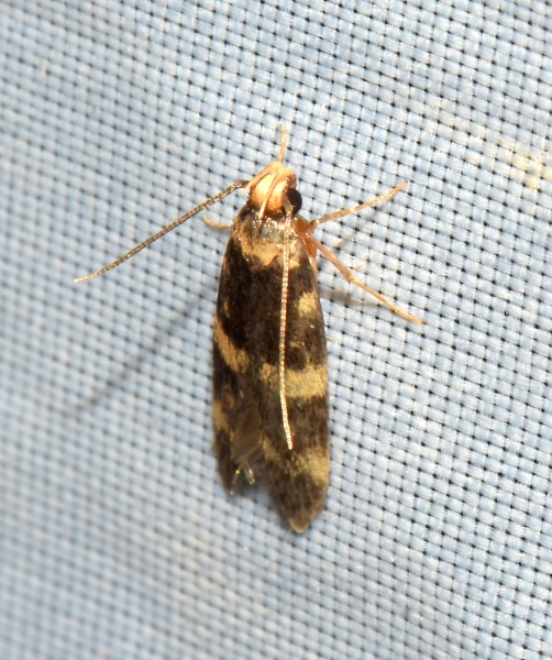 Autostichidae:  Oegoconia sp.