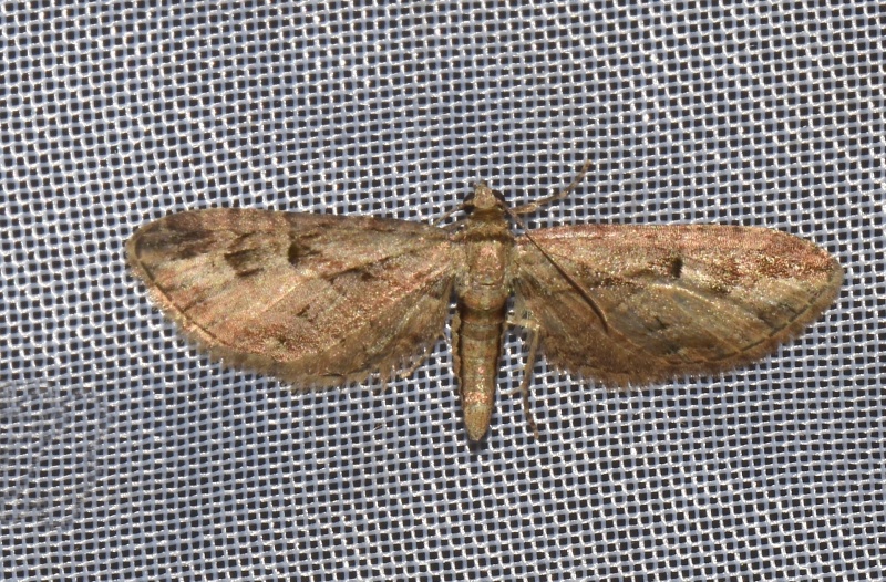 Geometridae: Eupithecia da identificare