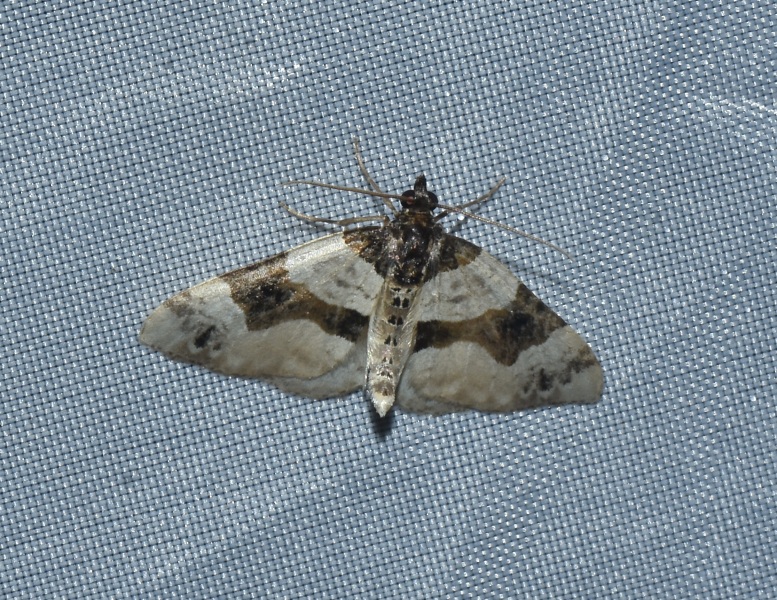Cosmorhoe ocellata? Sì
