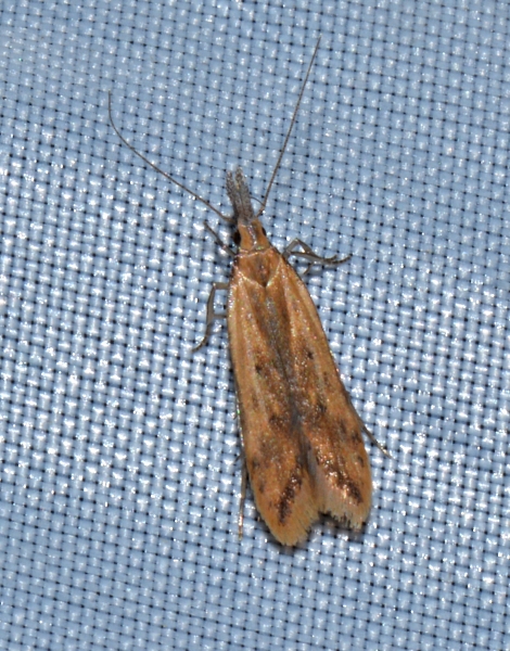 Gelechiidae: cfr. Dichomeris acuminatus