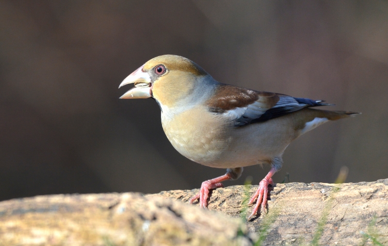 Frosone (Coccothraustes coccothraustes)