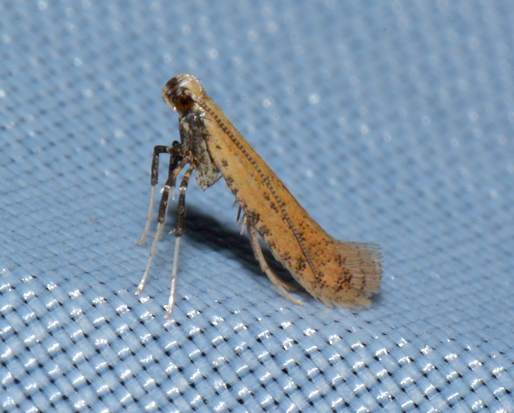 Aspilapteryx ? Si, limosella - Gracillariidae