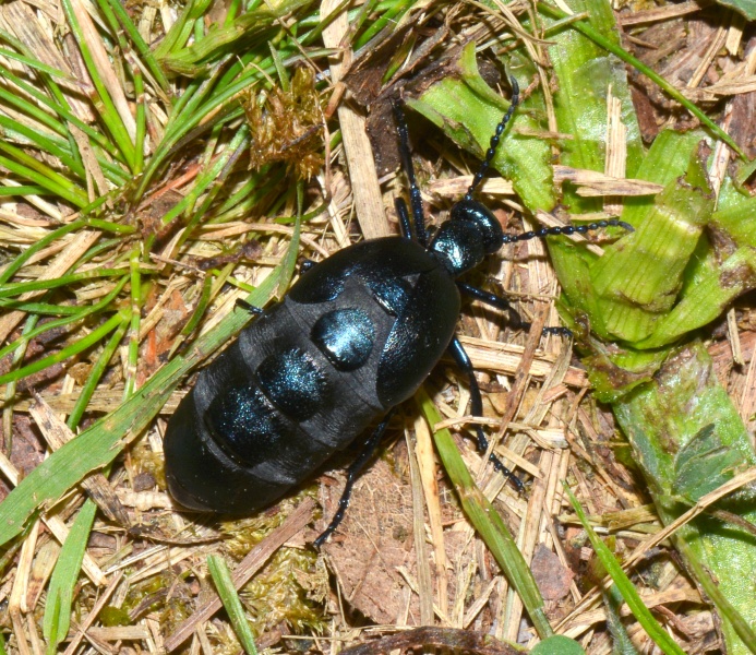 Meloidae:  Meloe autumnalis