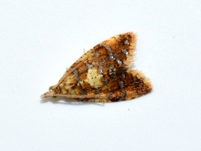 Tortricidae - Pseudargyrotoza conwagana? S
