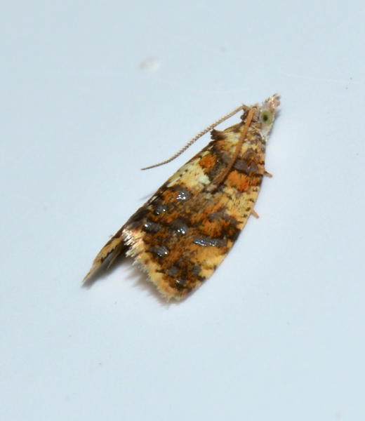 Tortricidae - Pseudargyrotoza conwagana? S