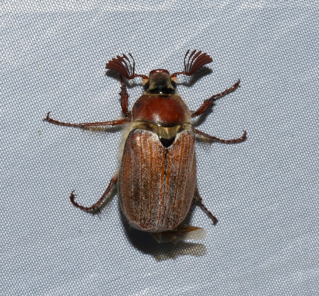 Melolonthidae: Melolontha hippocastani