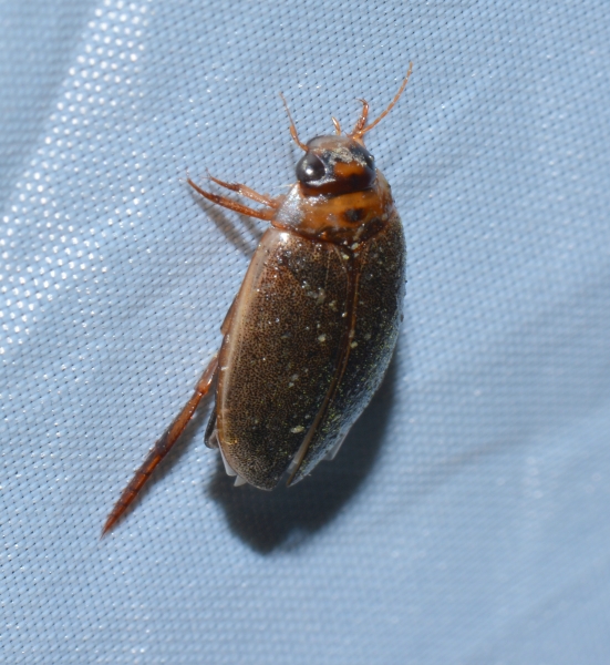 Dityscidae: Rhantus suturalis (cfr.)