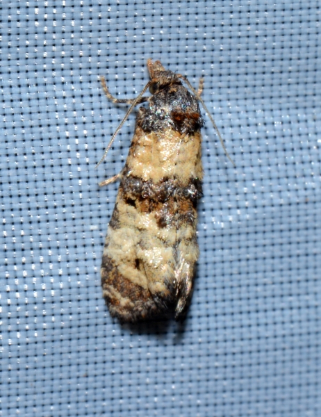 Tortricidae: Phtheochroa pulvillana