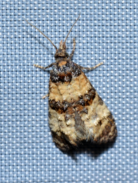 Tortricidae: Phtheochroa pulvillana