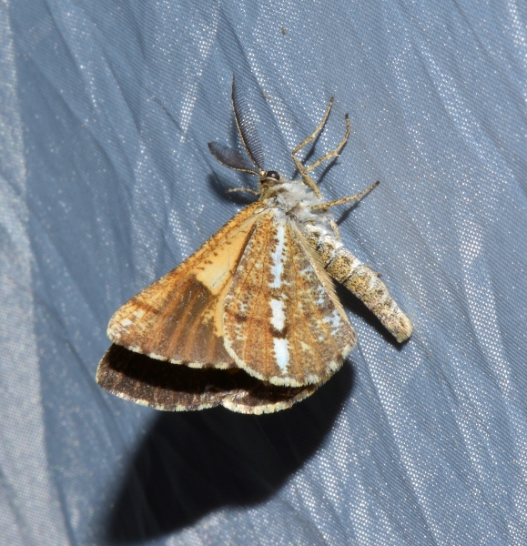 Geometridae: Bupalus piniaria