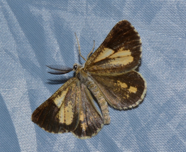 Geometridae: Bupalus piniaria