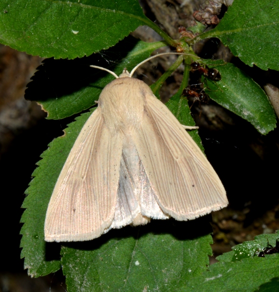 Mythimna (Mythimna) pallens ?  Mythimna congrua