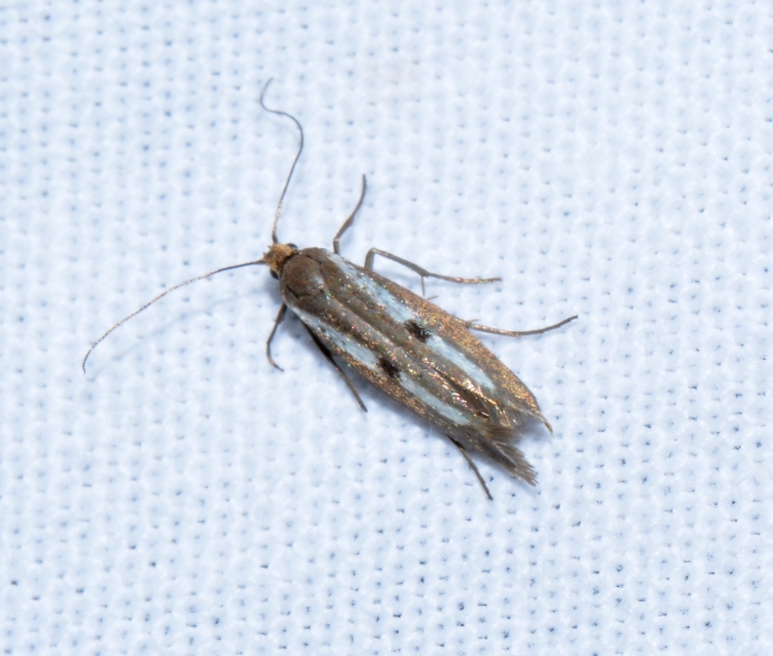 micro da Id.: Parahyponomeuta egregiella - Yponomeutidae