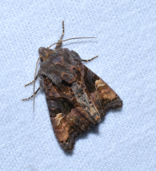 Noctuidae: Euplexia lucipara?  S !