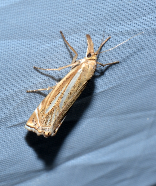 Xanthocrambus lucellus? S !