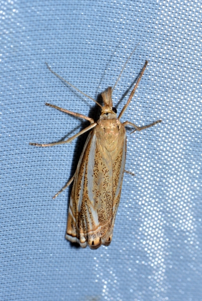 Xanthocrambus lucellus? S !