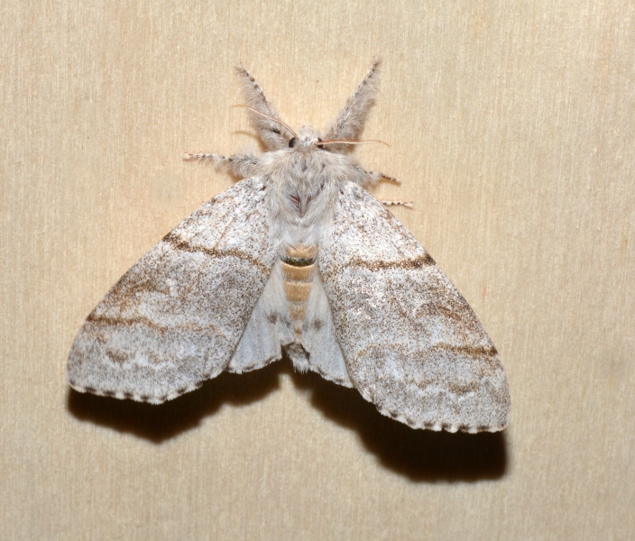 Erebidae Lymantriinae: Calliteara pudibunda?  S !