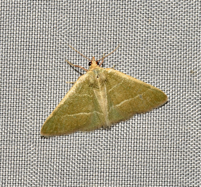 Geometridae:  Microloxia herbaria ?   S !