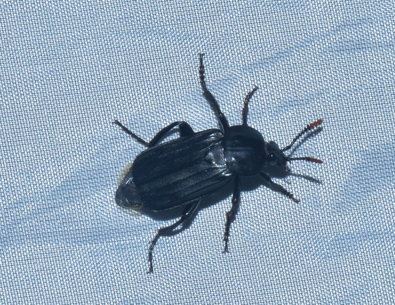 Silphidae:  Necrodes littoralis