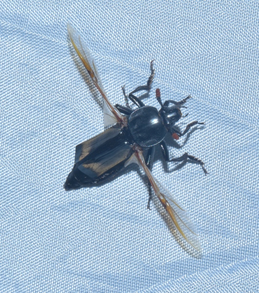 Silphidae:  Necrodes littoralis