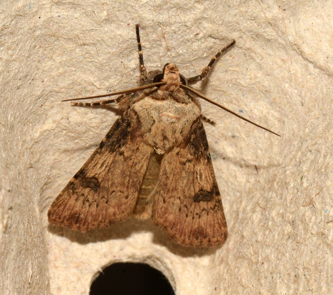 Agrotis puta - Noctuidae
