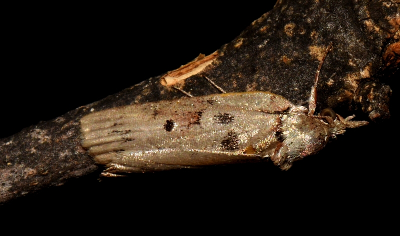 Nycteola revayana (Nolidae)?  S !