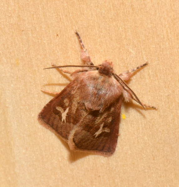 Noctuidae da confermare - Cerapteryx graminis