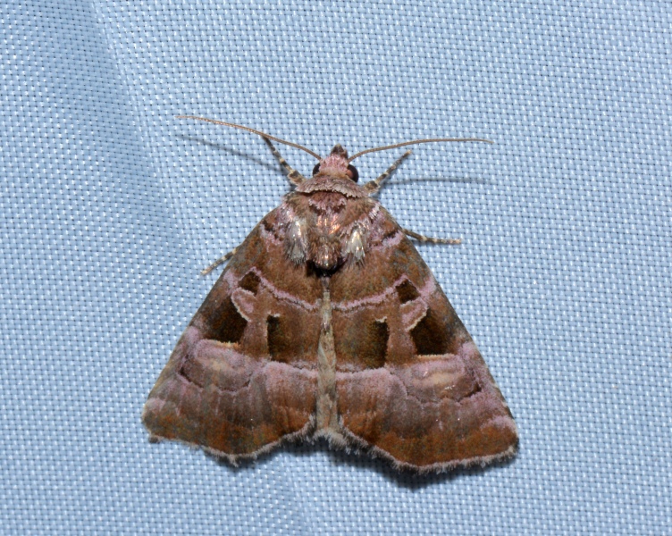 Eucarta amethystina - Noctuidae
