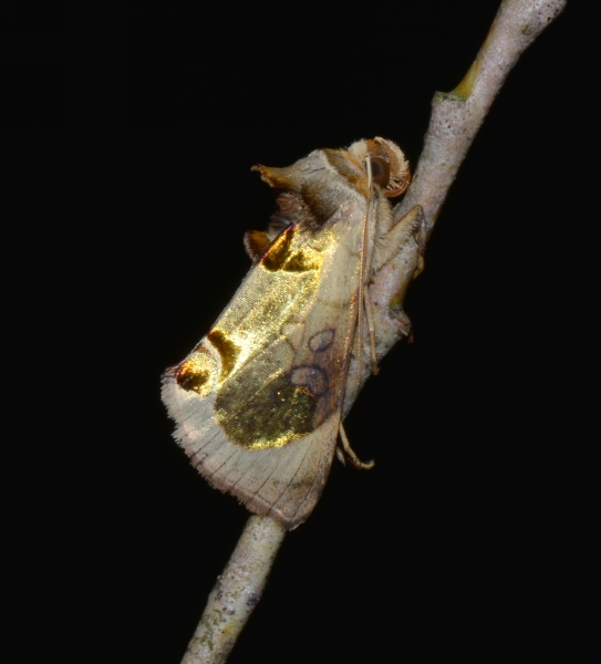 Diachrysia zosimi : Noctuidae