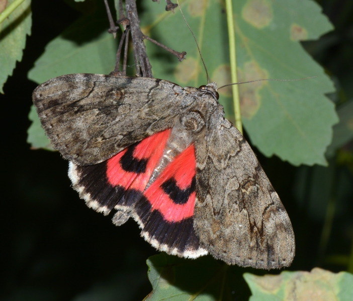 Catocala electa : Erebidae