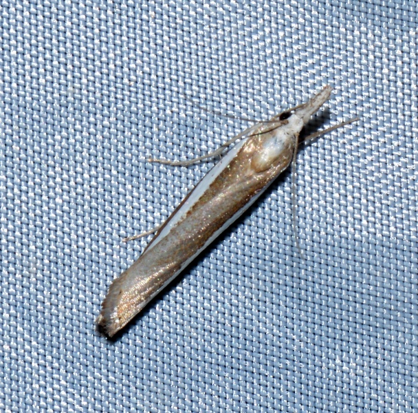 Crambidae: Agriphila latistria ?  S !