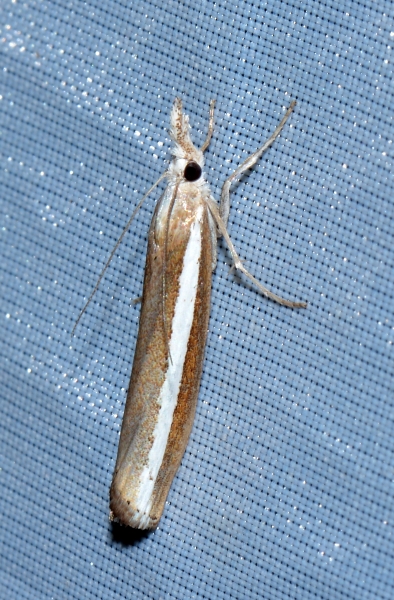 Crambidae: Agriphila latistria ?  S !