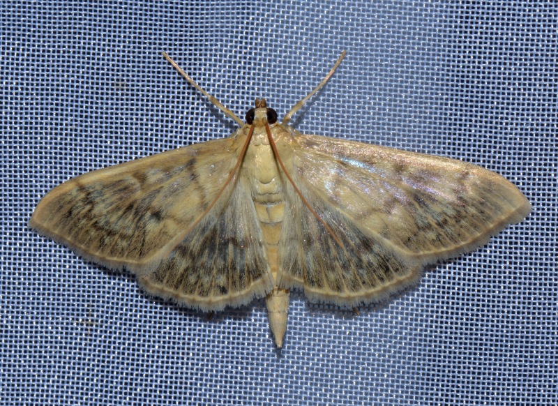 Patania ruralis: Crambidae